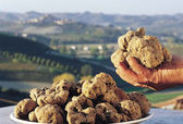  Truffles in Piemonte